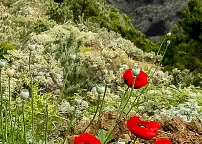 The Poppies - 100m Ocean - Private Spaces *